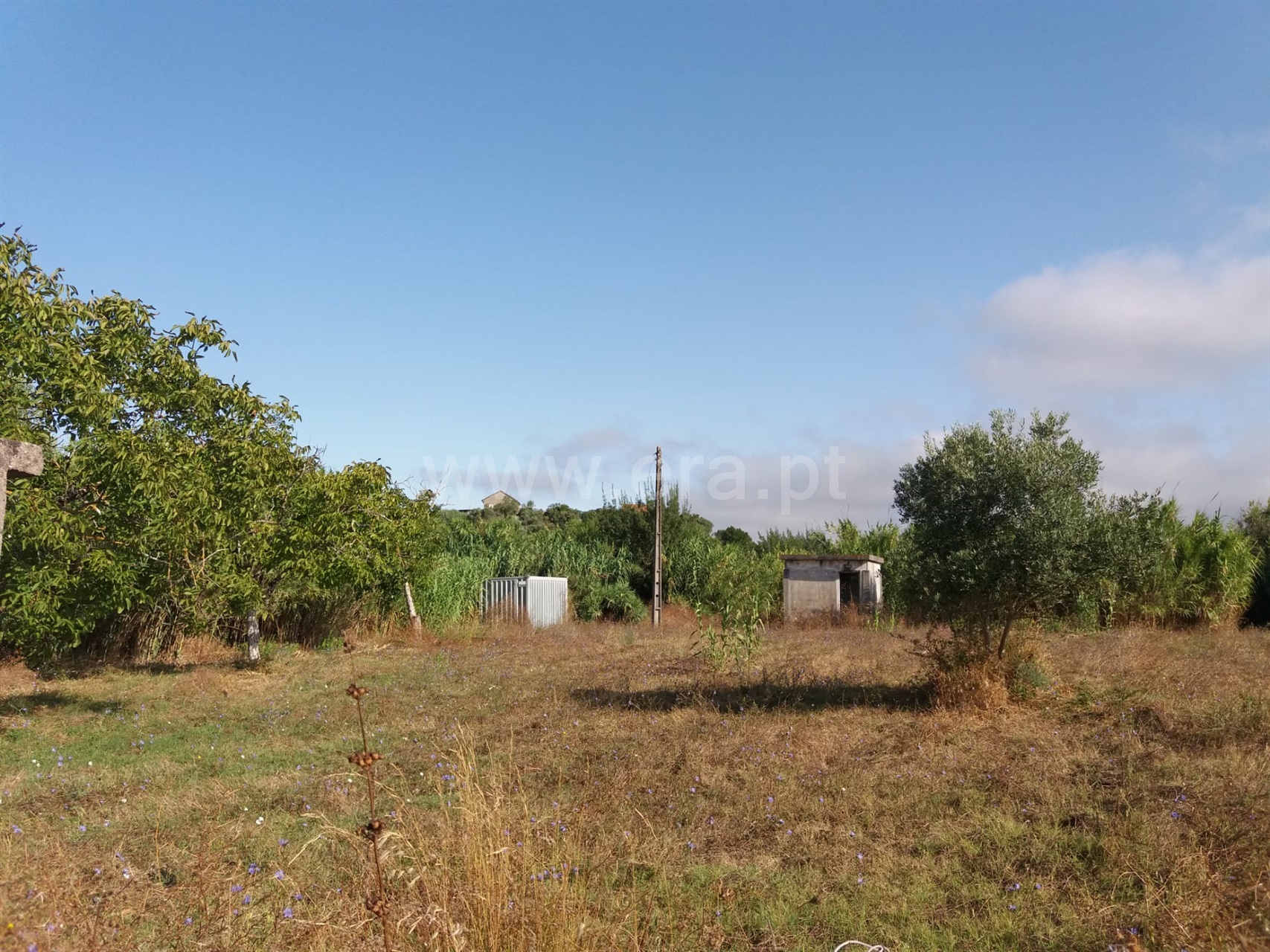 Terreno Rústico / Torres Novas, Assentiz / Venda / Ref. 294200180